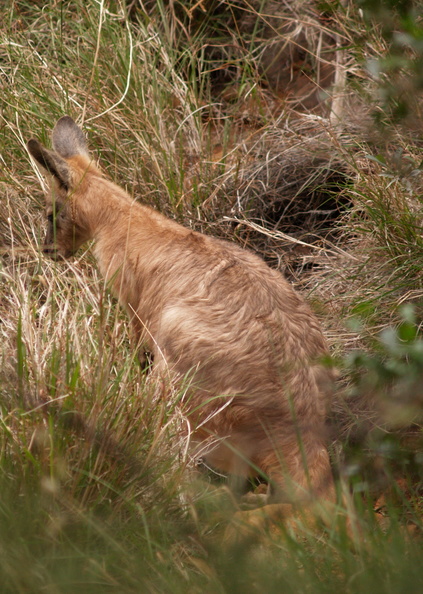 'roo in the wild