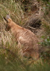 'roo in the wild