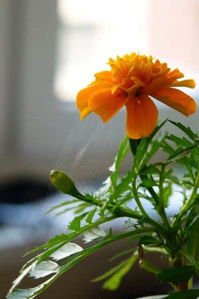 web on flower