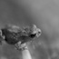 _6153741.jpg -- little toad - little toad