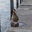 Duck -- Enten-mama am Rhein :)