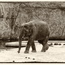 elephant -- elephant