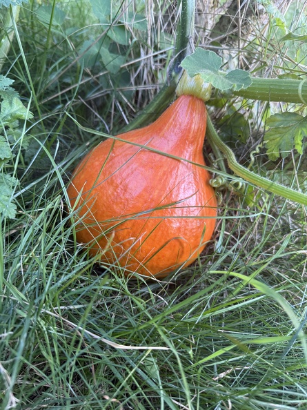 Pumpkin