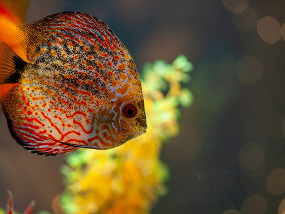 041 086 C123344 (186 Besuche) 041 086 C123344