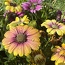 IMG_2032.jpeg